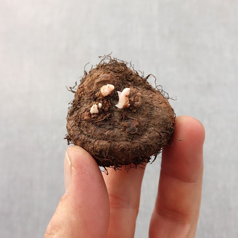 Example of Begonia Fimbriata Blanc Bol Kaliber/Größe 6+ as you get in printemps