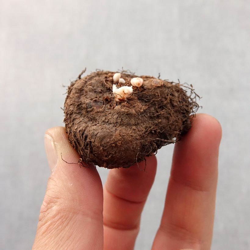 Example of Begonia Fimbriata Jaune Bol Kaliber/Größe 6+ as you get in printemps