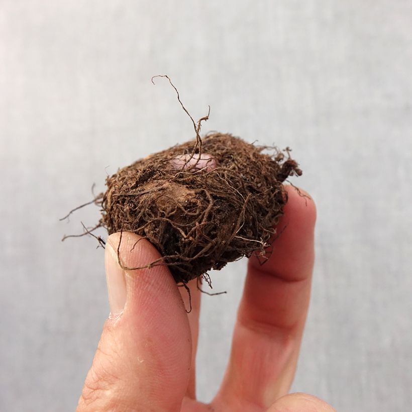 Example of Begonia Fimbriata Rose Bol Kaliber/Größe 6+ as you get in printemps