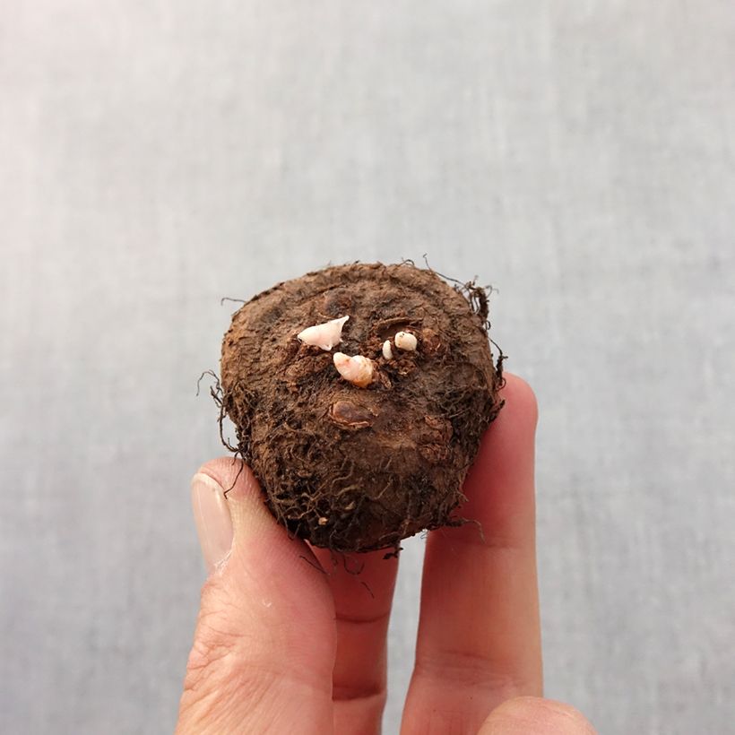 Example of Begonia Fimbriata Rouge Bol Kaliber/Größe 6+ as you get in printemps