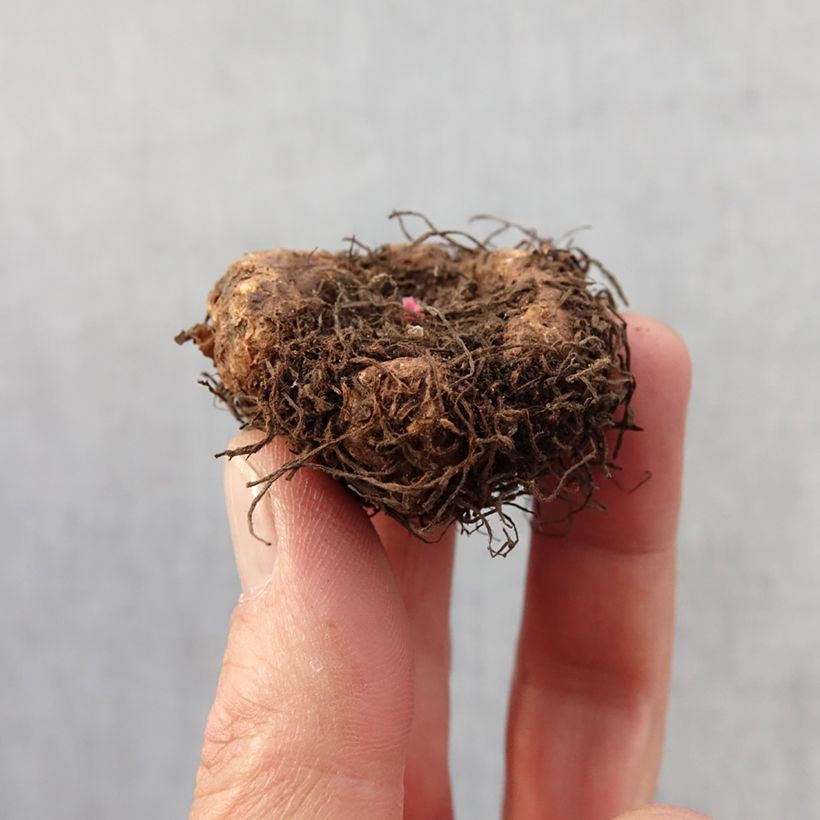 Example of Begonia Fimbriata Samba en mélange Bol Kaliber/Größe 4+ as you get in printemps