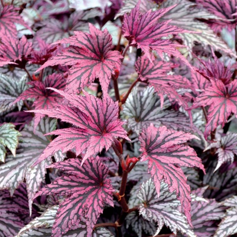 Begonia Garden Angel Blush - Bladbegonia (Blad)