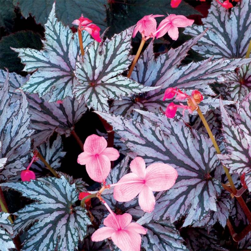 Begonia Garden Angel Blush - Bladbegonia (Bloei)