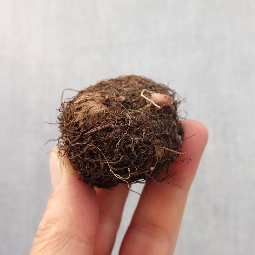 Example of Begonia Grandiflora Blanc Bol size 6+ as you get in printemps