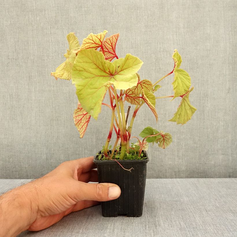 Exemplaar van Begonia grandis subsp. evansiana var. alba - Scheefblad Kweekpotje van 8/9 cm zoals geleverd in de zomer
