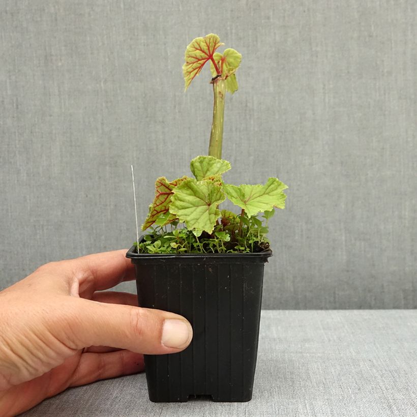 Exemplaar van Begonia grandis subsp. evansiana var. alba - Scheefblad Kweekpotje van 8/9 cm zoals geleverd in de lente