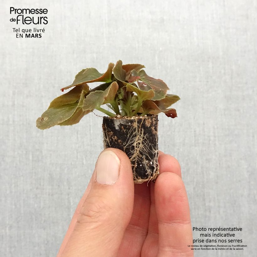 Example of Bégonia Gumdrop Coco Red  Mini-mot Ø 1,5/2,5 cm as you get in printemps