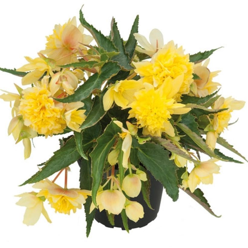 Begonia Belleconia Citrus - Hangbegonia (Plant habit)