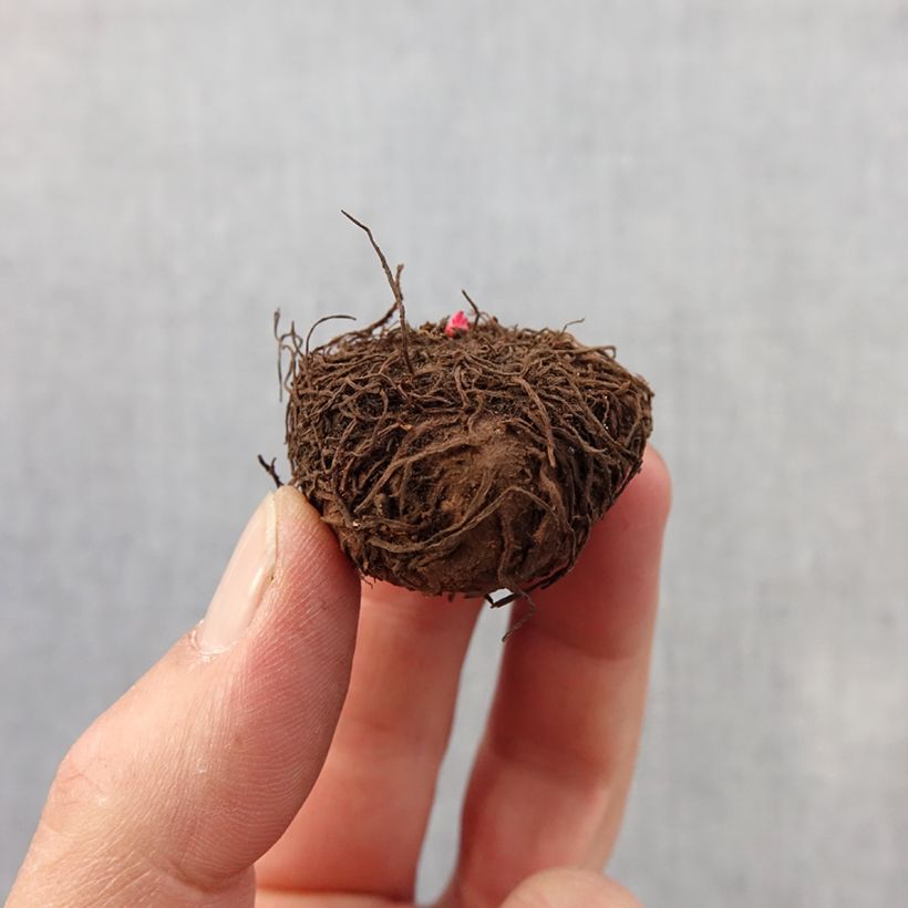 Example of Bégonia multiflora Bijou de Gand Bol size 2,5/5 as you get in printemps