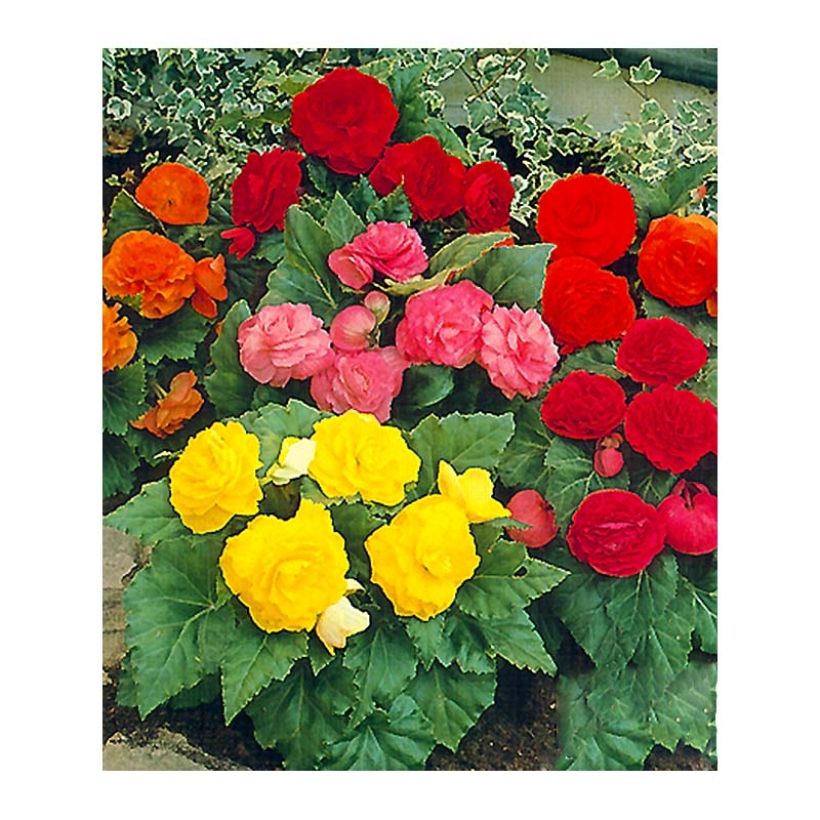 Begonia Non Stop Mix - Kleinbloemige knolbegonia (Flowering)