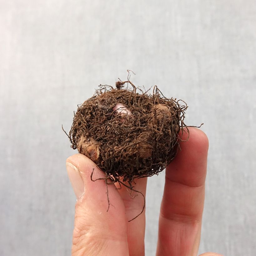 Example of Begonia pendula Blanc - Bégonia retombant Bol size 6+ as you get in printemps