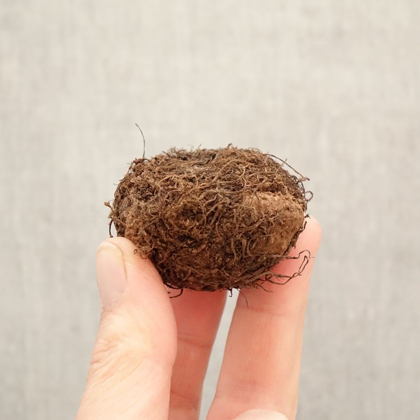 Exemplaar van Begonia tuberhybrida Cascade Oranje - Knolbegonia Bol kaliber 5+ zoals geleverd in de lente