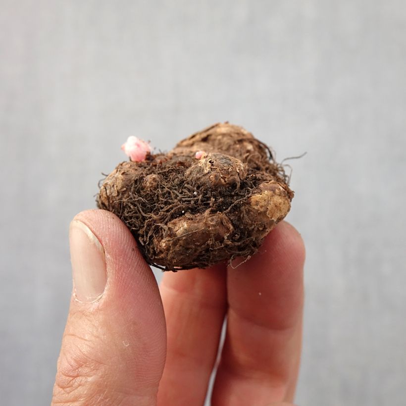 Example of Begonia pendula Golden Balcony - Begonia retombant Bol Kaliber/Größe 4+ as you get in printemps