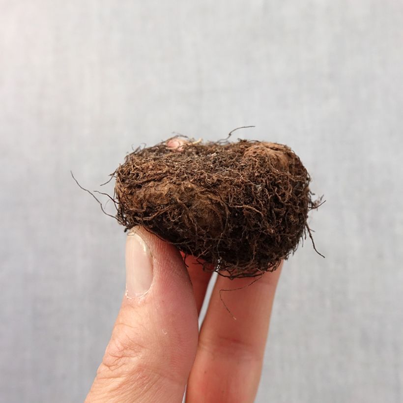 Example of Begonia pendula Orange - Bégonia retombant Bol size 6+ as you get in printemps