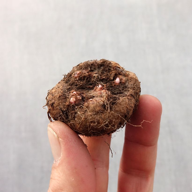 Example of Begonia pendula rouge - Bégonia retombant Bol Kaliber/Größe 6+ as you get in printemps