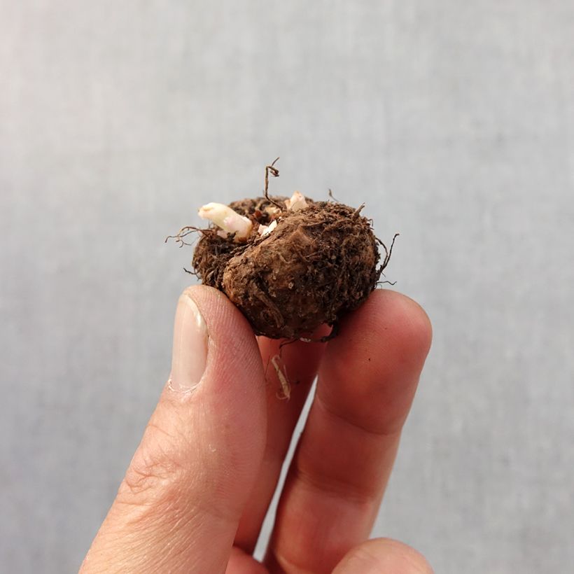 Example of Begonia picotée en mélange Bol Kaliber/Größe 4+ as you get in printemps