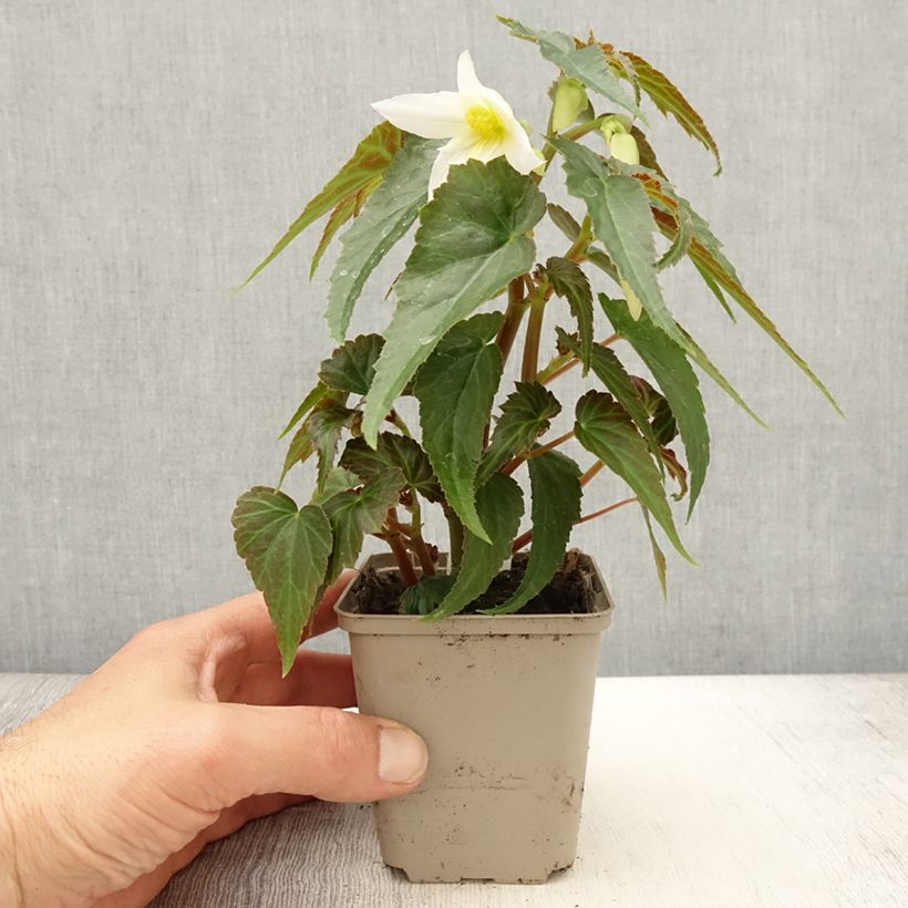 Example of Bégonia retombant Summerwings Apricot en Mini motte Kweekpotje van 8/9 cm as you get in printemps