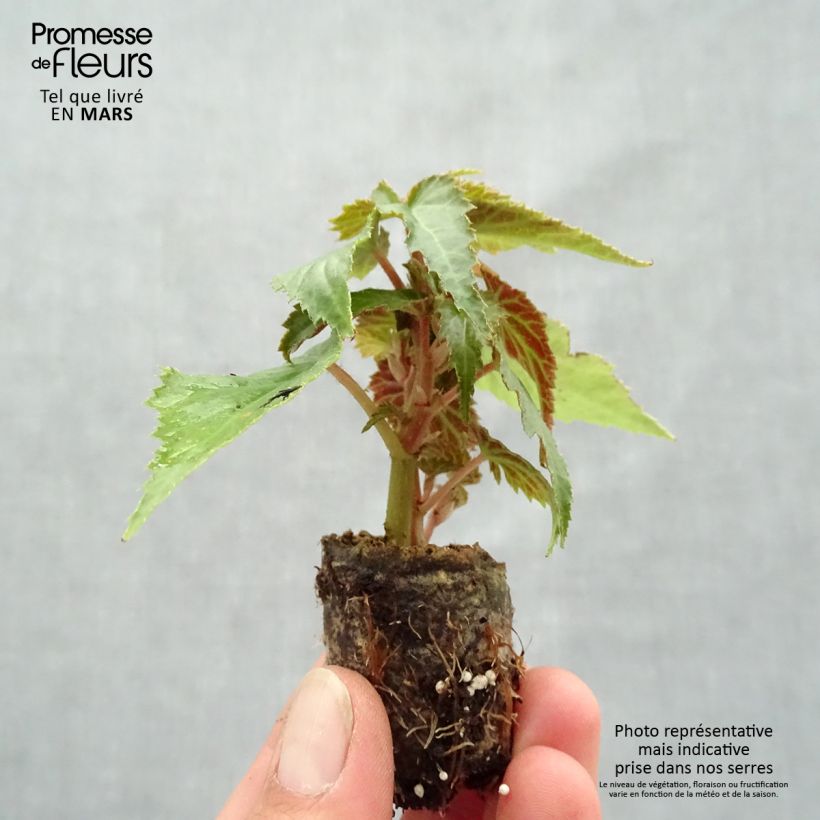 Example of Begonia retombant Summerwings Rose Mini-mot Ø 3/4 cm as you get in printemps