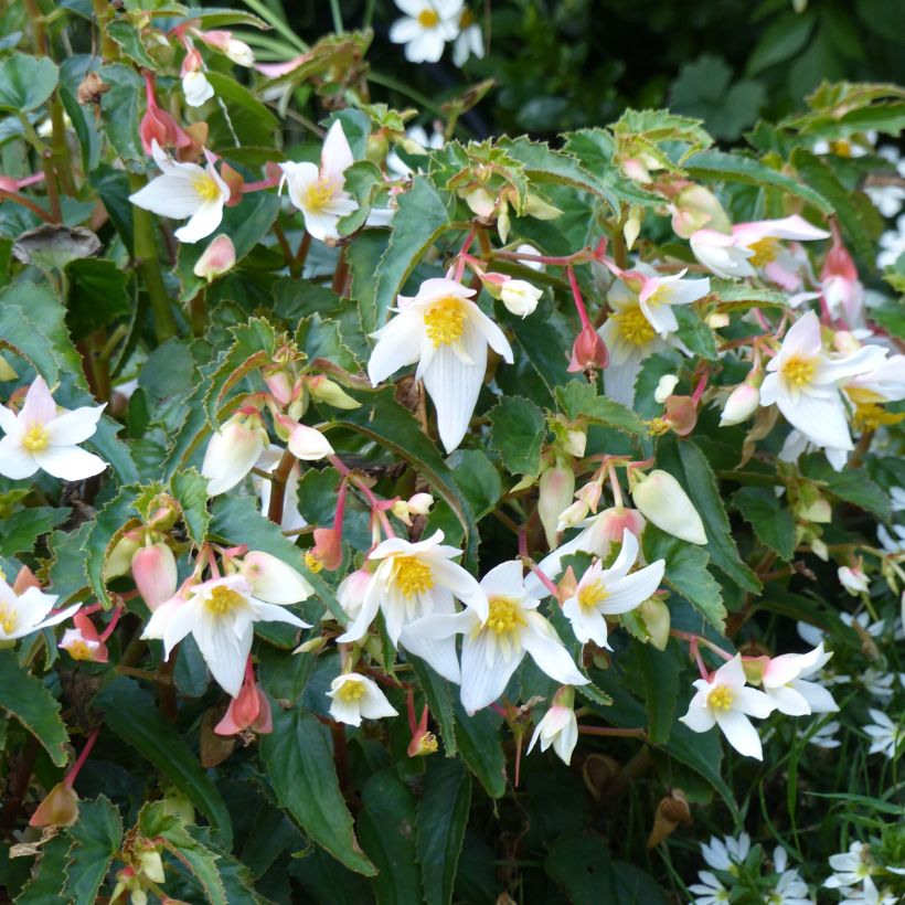 Begonia Summerwings White Elegance - Hangbegonia (Flowering)