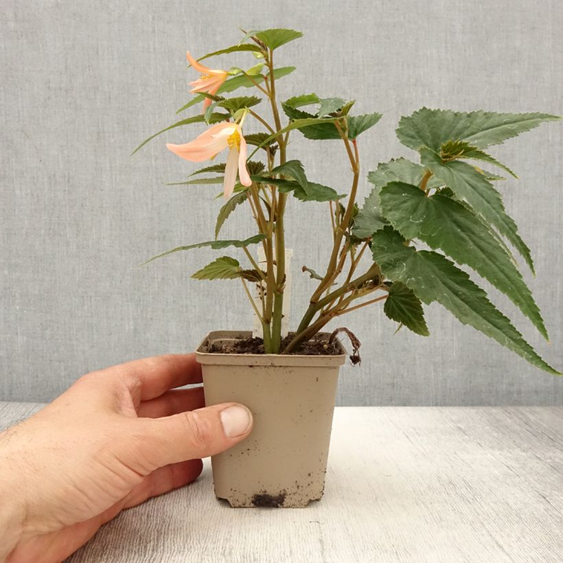 Example of Begonia retombant Summerwings White Elegance Kweekpotje van 8/9 cm as you get in printemps