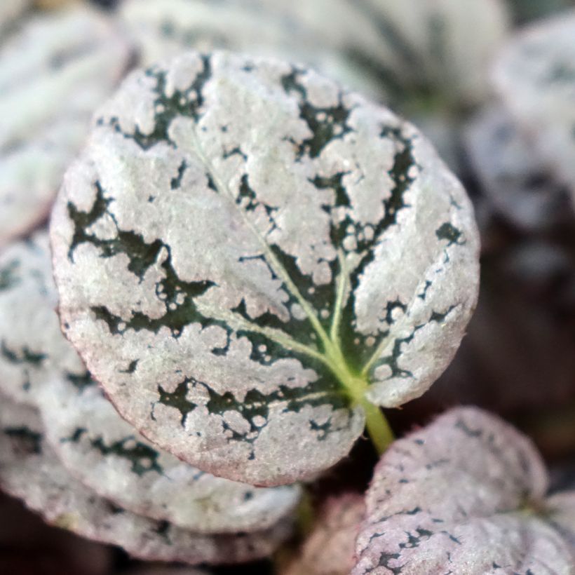 Begonia Rex Chayo - Bladbegonia (Blad)