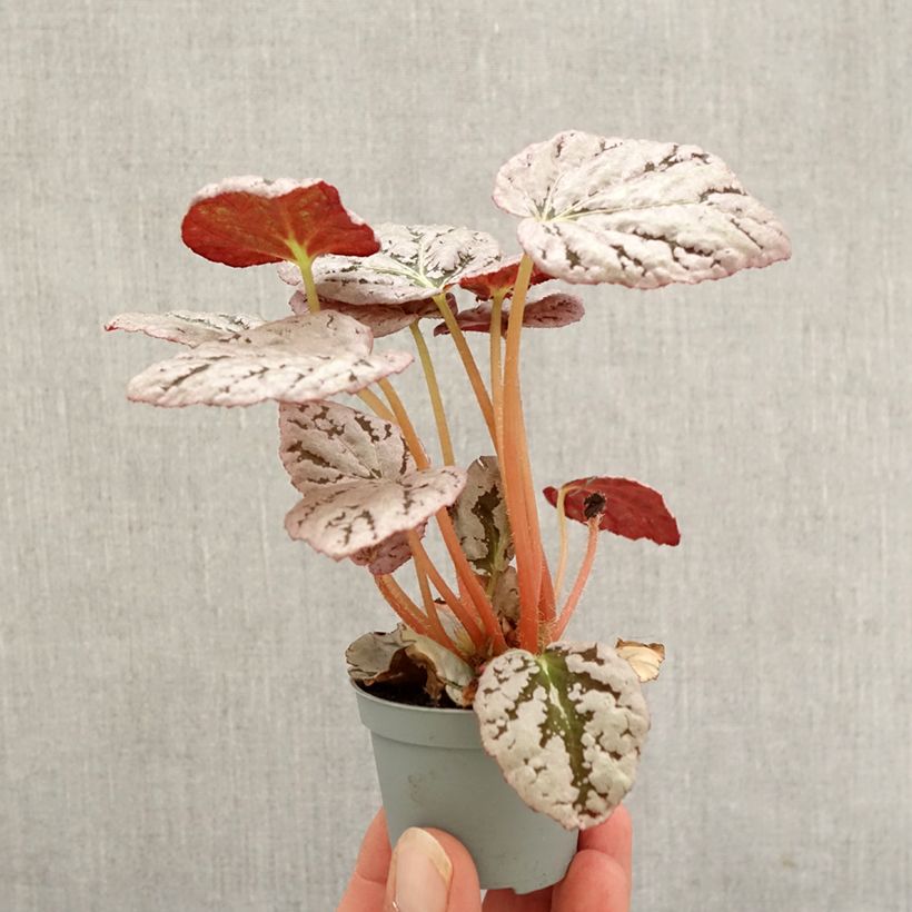 Exemplaar van Begonia Rex Chayo - Bladbegonia Mini-kamerplanten zoals geleverd in de herfst