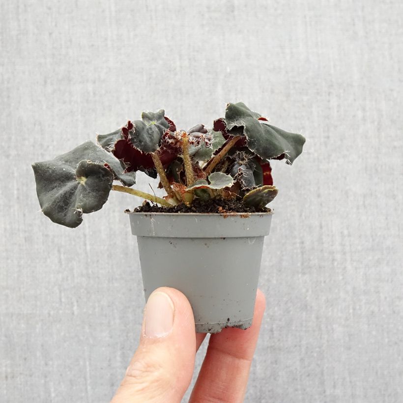 Example of Begonia Rex Dark Mambo - Bladbegonia Mini-plante as you get in printemps