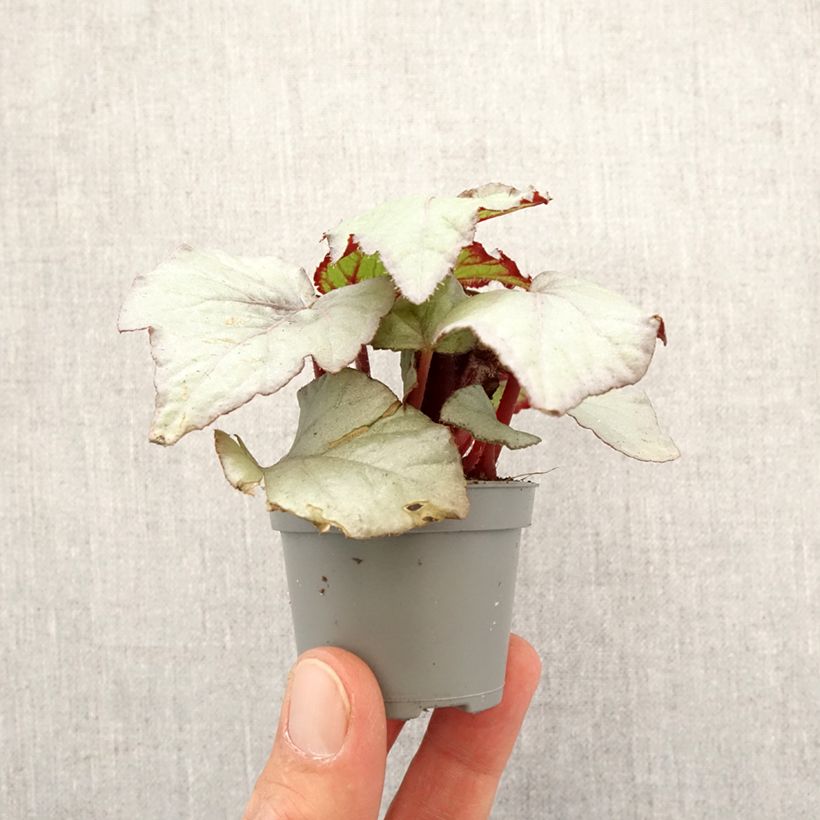 Example of Begonia Rex Pink Pop - Bladbegonia Mini-plante as you get in printemps