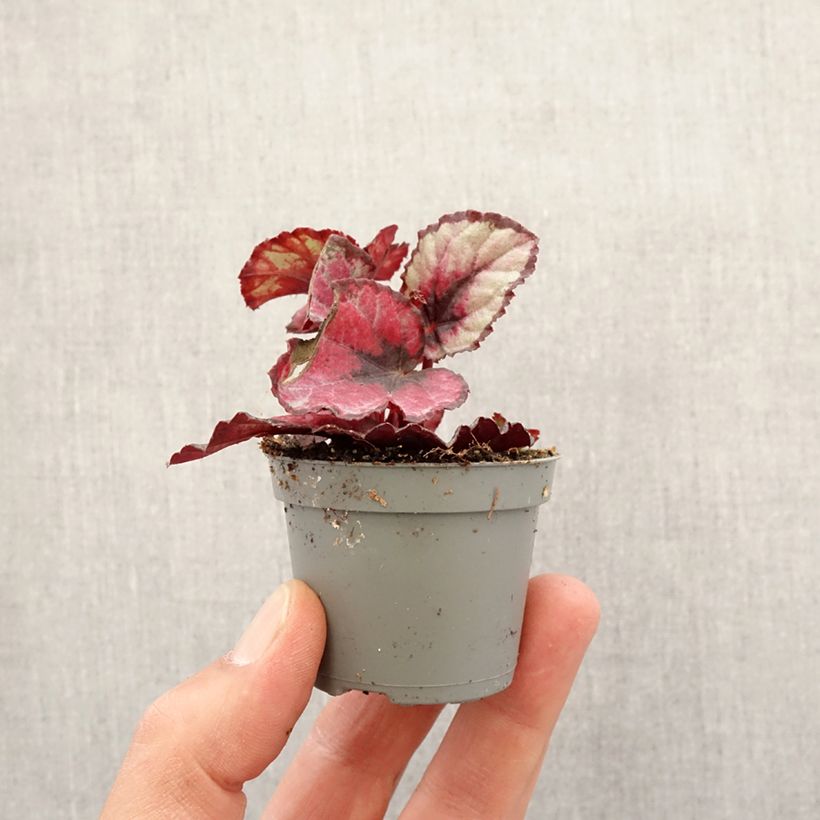Example of Begonia Rex Red Kiss - Bladbegonia Mini-plante as you get in printemps