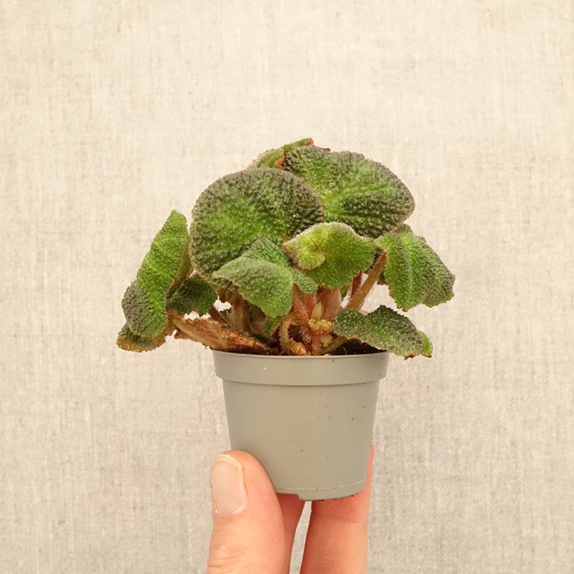 Exemplaar van Begonia Rex Soli Mutata - Bladbegonia Mini-kamerplanten zoals geleverd in de lente