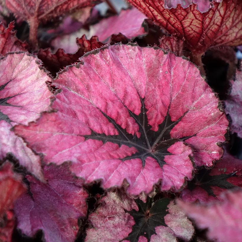 Begonia Rex Spirit of Kwale - Bladbegonia (Blad)