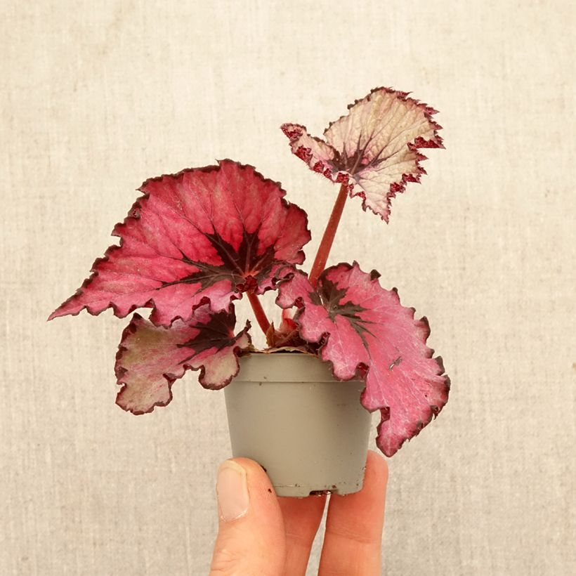 Exemplaar van Begonia Rex Spirit of Kwale - Bladbegonia Mini-kamerplanten zoals geleverd in de lente