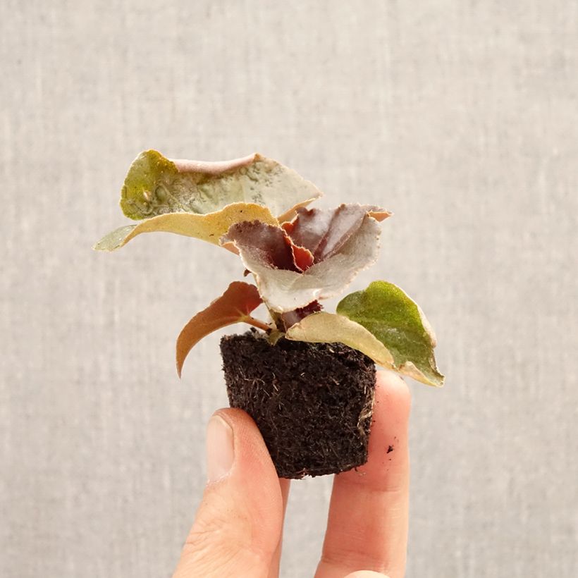Exemplaar van Begonia Stonehedge Light Pink Bronze Leaf - Begonia Mini-mot Ø 3/4 cm zoals geleverd in de lente