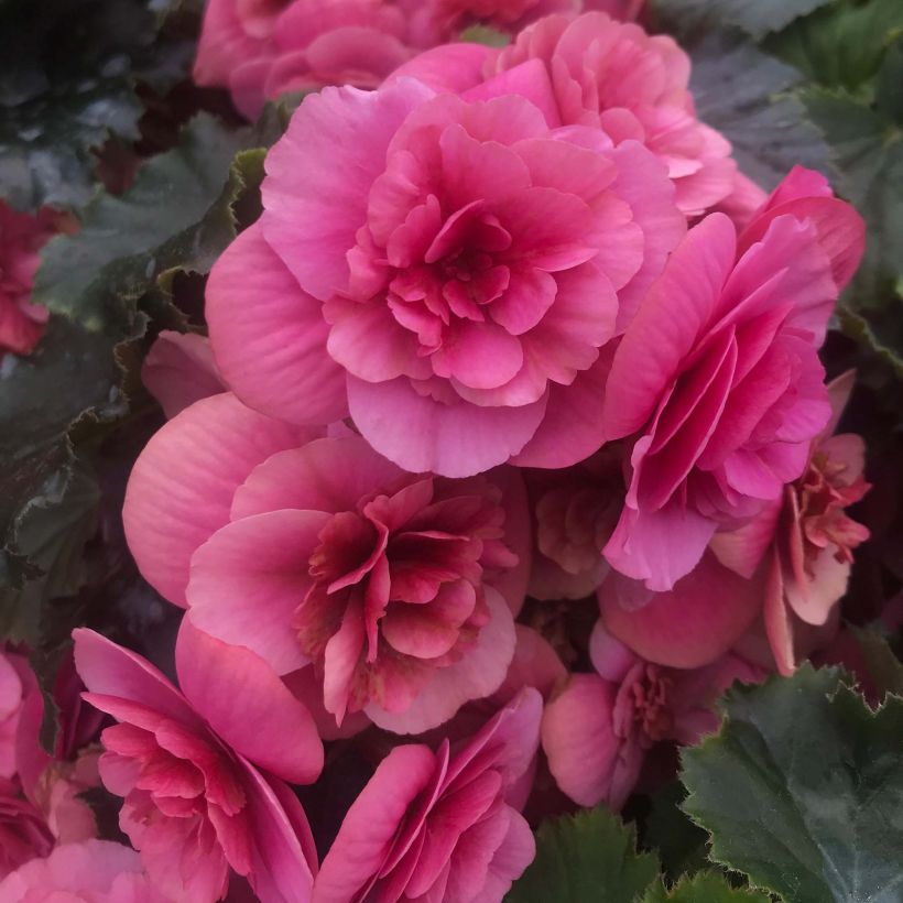 Begonia Sunbrero Roze - Knolbegonia (Flowering)