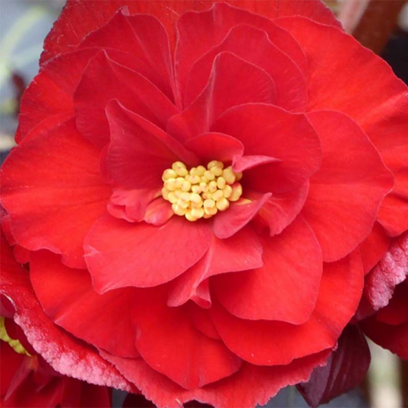 Begonia Rex Switzerland - Bladbegonia (Flowering)