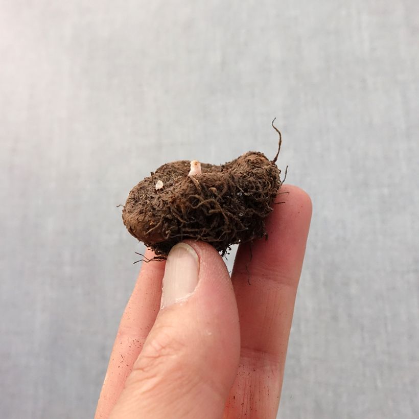 Example of Begonia Switzerland Bol size 5+ as you get in printemps