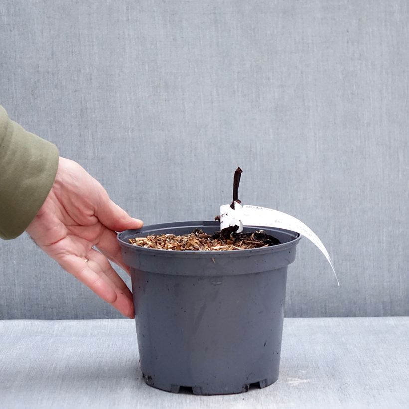 Example of Begonia Torsa Pot van 3 l/4 l as you get in hiver