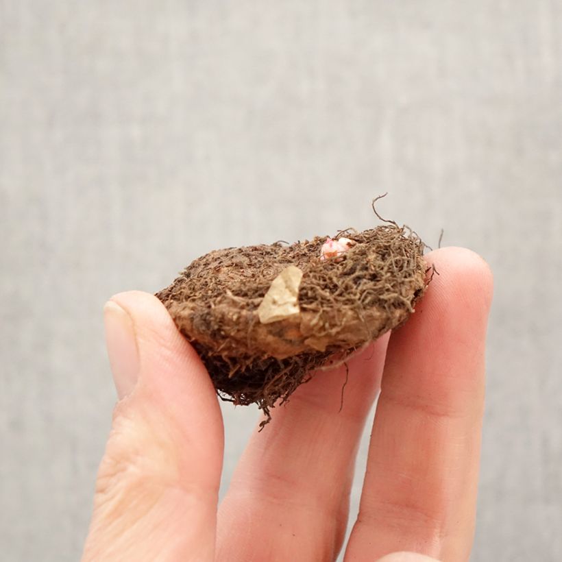 Exemplaar van Bégonia tubéreux jaune double - Begonia Superba Yellow Bol kaliber 5+ zoals geleverd in de lente