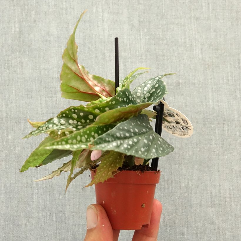 Exemplaar van Begonia Wings maculata Silverspot - Stengelbegonia Mini-kamerplanten zoals geleverd in de lente