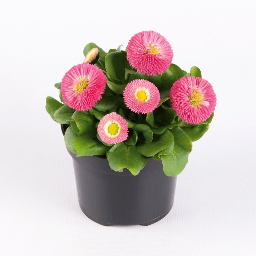 Madeliefje Bellastar Compact Pink - Bellis perennis (Groeiplaats)