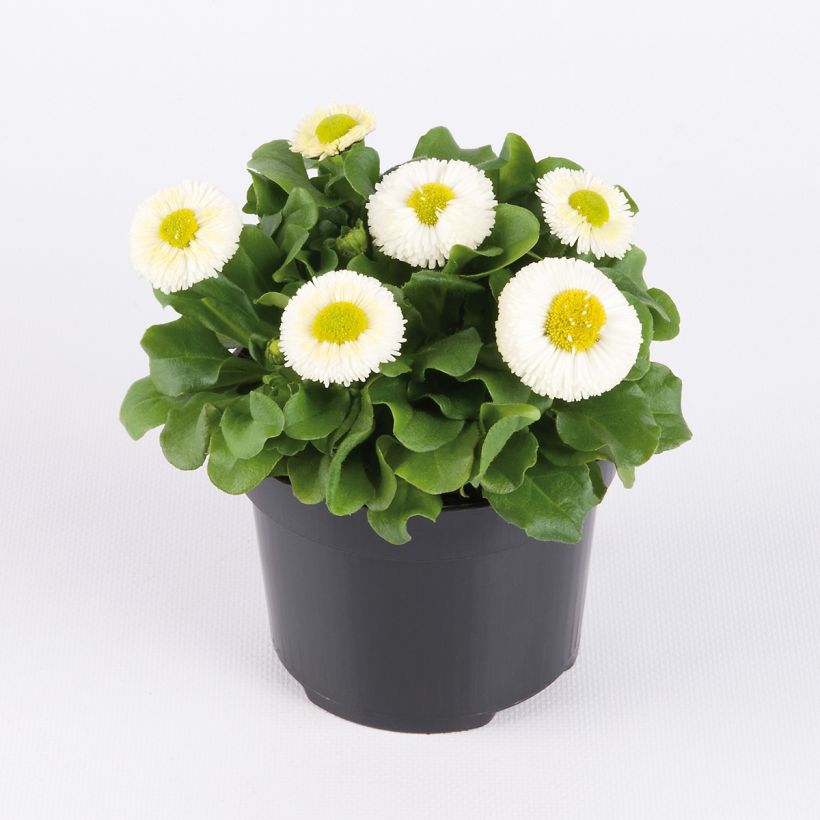 Madeliefje Bellastar Compact White - Bellis perennis (Groeiplaats)