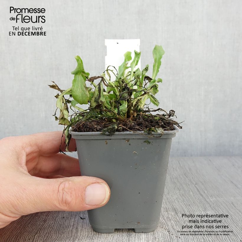 Exemplaar van Madeliefje roze  - Bellis perennis Kweekpotje van 7/8 cm zoals geleverd in de herfst