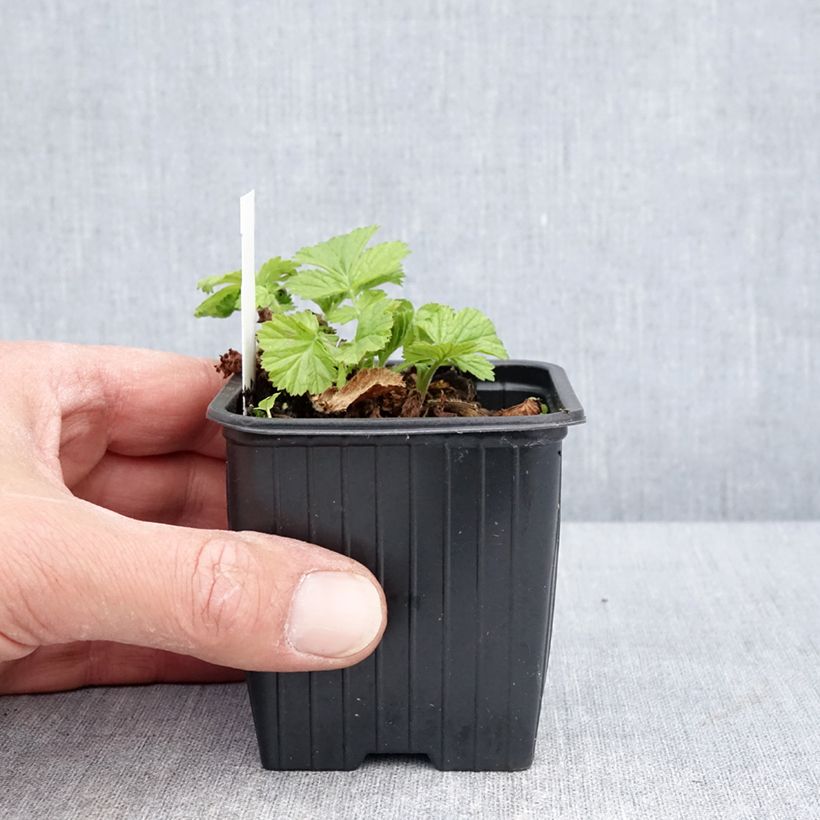 Exemplaar van Geum rivale Coppertone - Knikkend nagelkruid Kweekpotje van 8/9 cm zoals geleverd in de lente