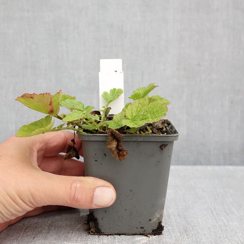 Exemplaar van Geum Dolly North - Nagelkruid Kweekpotje van 8/9 cm zoals geleverd in de herfst