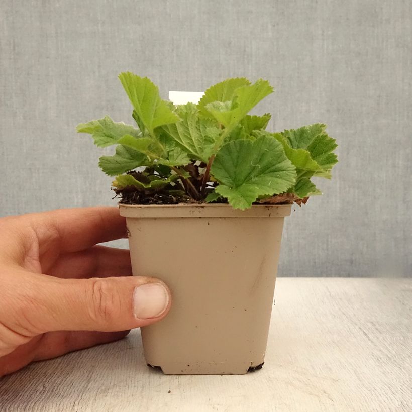 Exemplaar van Geum chiloense Sigiswang - Nagelkruid Kweekpotje van 8/9 cm zoals geleverd in de zomer
