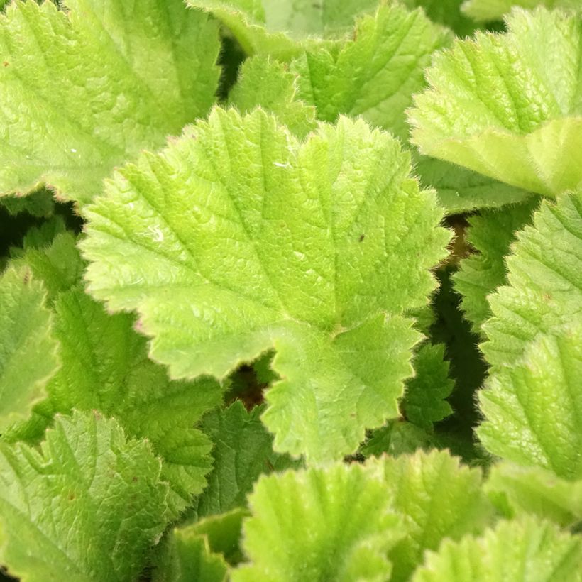 Geum chiloense Sigiswang - Nagelkruid (Blad)
