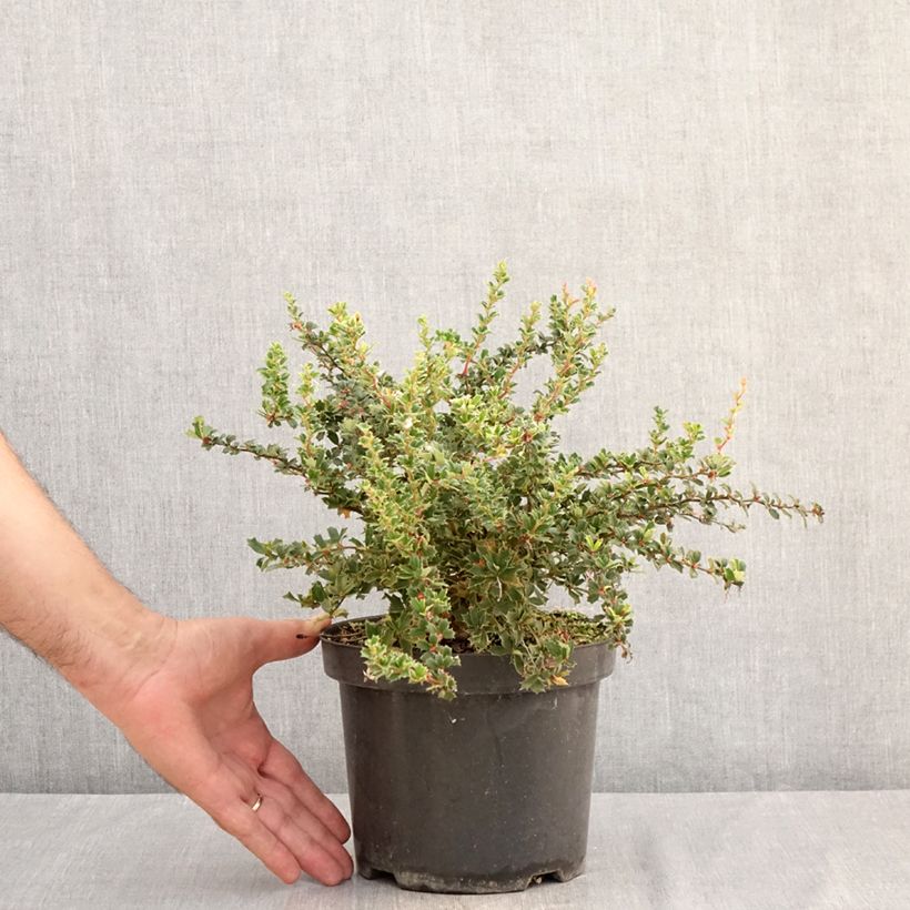Exemplaar van Berberis darwinii Compacta - Darwinszuurbes Pot van 3 l/4 l zoals geleverd in de zomer