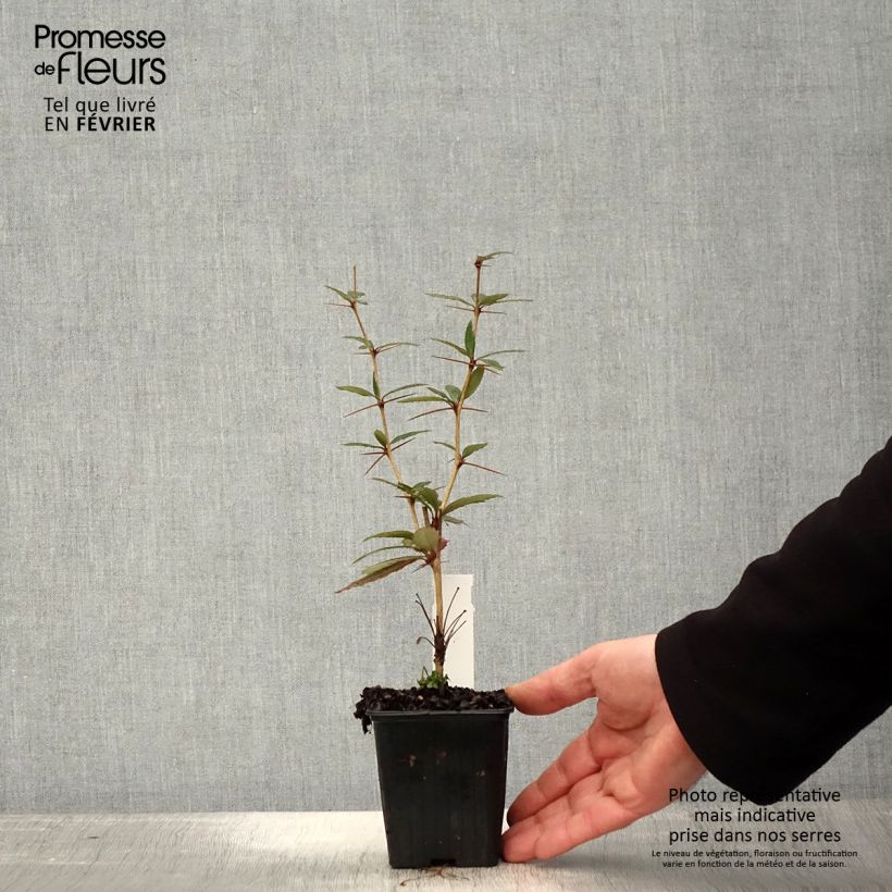 Example of Berberis julianae - Zuurbes Kweekpotje van 8/9 cm as you get in hiver