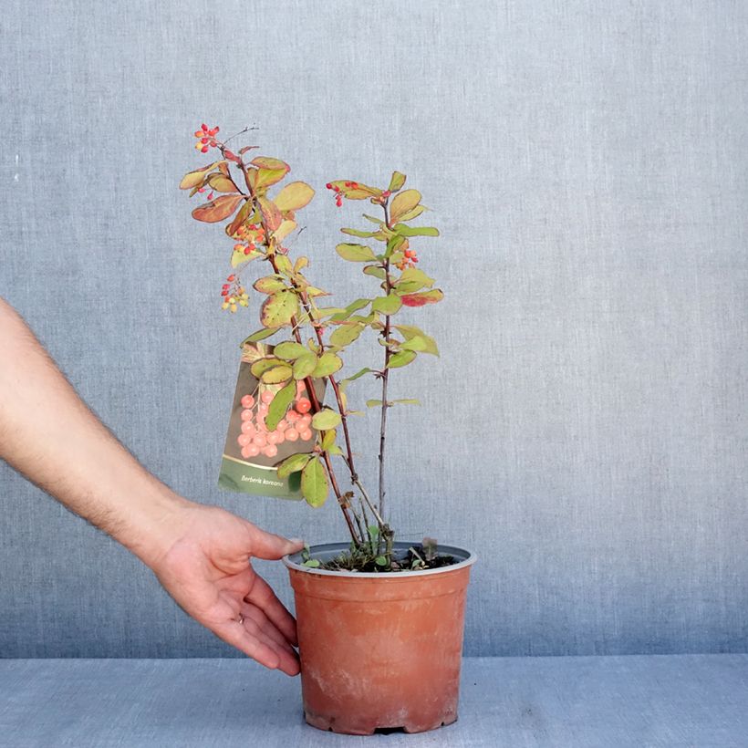 Exemplaar van Berberis koreana - Koreaanse berberis Pot van 3 l/4 l zoals geleverd in de zomer