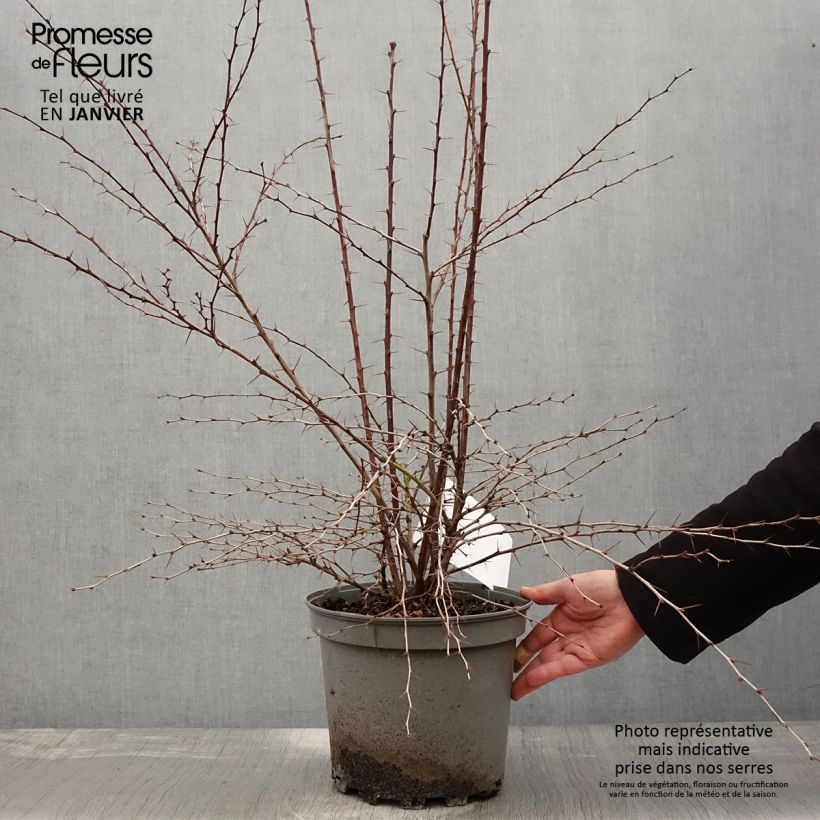 Example of Berberis ottawensis Auricoma - Epine-vinette. Pot van 7,5 l/10 l as you get in hiver